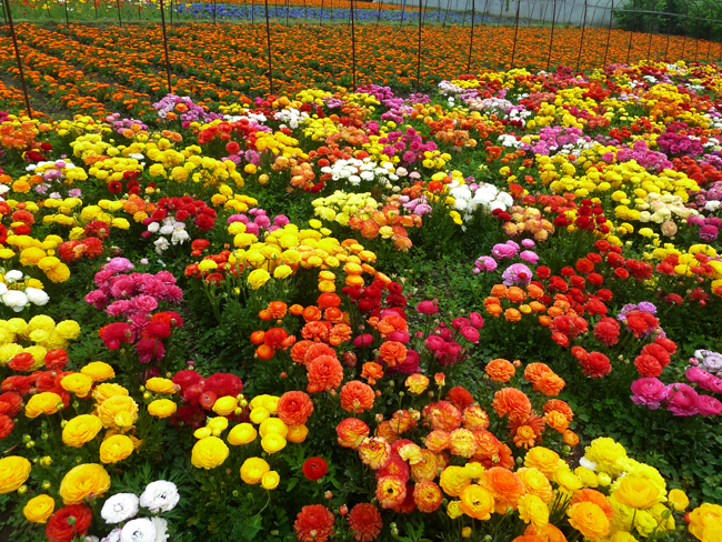 花毛茛：仙境，混色P1030188